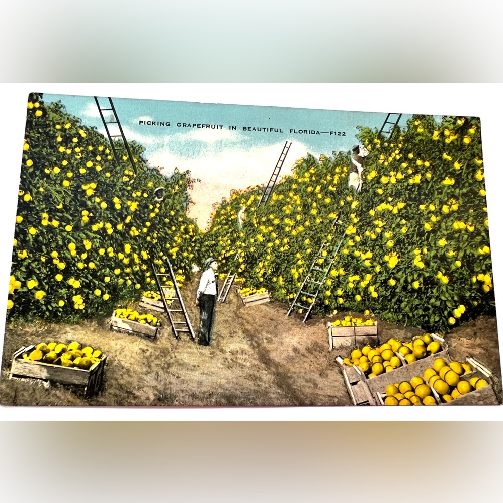 Grapefruit Picking Florida Vintage Linen Postcard Unposted